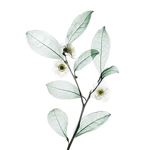 Nexxus Diametress Volume Rebalancing Shampoo for Fine and Limp Hair